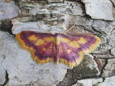 a moth sitting on top of a stone wall