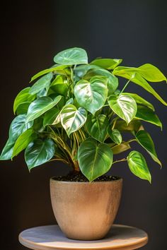 a potted plant sitting on top of a table