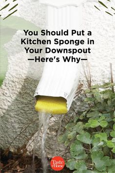 a kitchen sponge is pouring out of a water hose into a flower bed with the words, you should put a kitchen sponge in your downspout here's why?