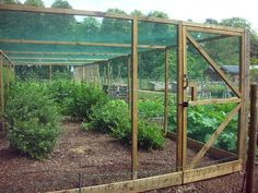 an outdoor garden with lots of plants growing in the area and fenced off areas