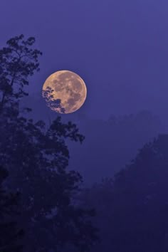 the full moon shines brightly in the night sky above some trees and bushes on a foggy day