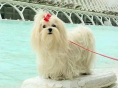 a small white dog with a red bow on it's head standing next to a body of water