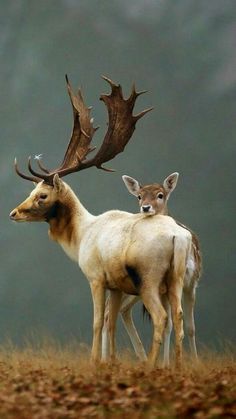 two deer standing next to each other on top of a field