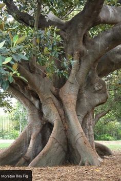 the trunk of an old tree in a park