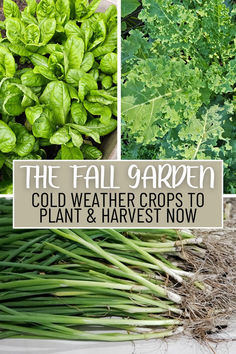 the fall garden has many different types of plants and herbs in it, including lettuce