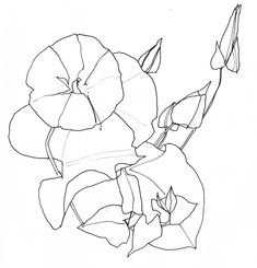 a drawing of a flower on a white background