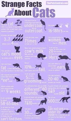 a poster with cats and their names in different languages, including the words strange fact about cats