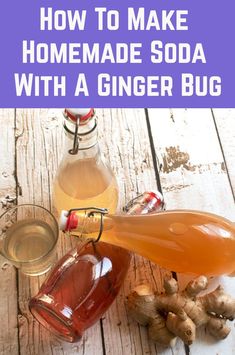 how to make homemade soda with a ginger bug - the perfect way to get rid from cold weather