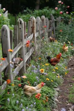 several chickens are walking around in the grass near a fence and flowers on the ground