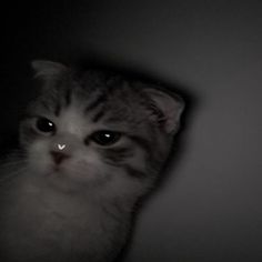 a grey and white cat looking up at the camera with its eyes wide open in a dark room