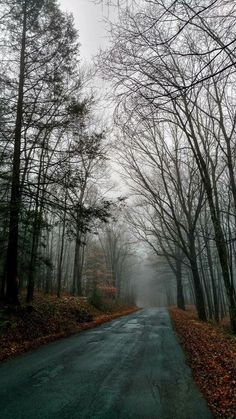 an empty road surrounded by trees in the fog