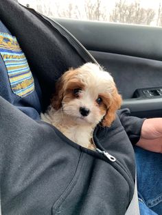 a small brown and white dog sitting in the back seat of a car with its owner