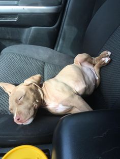 a dog sleeping in the back seat of a car