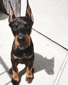 a black and brown dog sitting on top of a cement floor next to a wooden fence