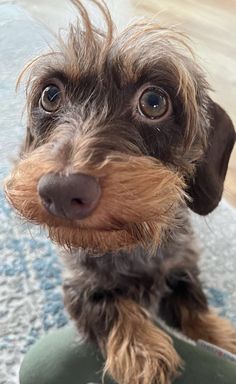 a small brown dog sitting on top of a rug