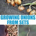 the cover of growing onions from sets, with pictures of various vegetables and plants in it