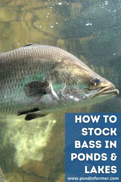 a fish swimming in water with the words how to stock bass in ponds and lakes