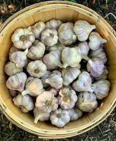 a basket filled with lots of garlic on top of the ground next to some grass