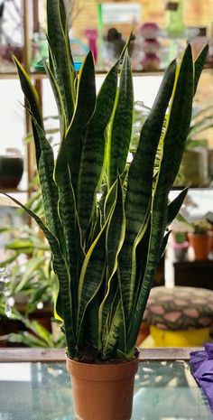 a potted plant sitting on top of a glass table