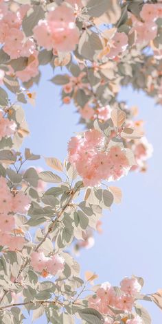 pink flowers and leaves against a blue sky