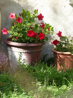 three potted flowers sitting next to each other on the ground in front of a wall