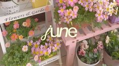 some pink and yellow flowers are in pots on a shelf with the word june above them