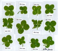 the four leaf clovers are labeled in different languages and have their names on them