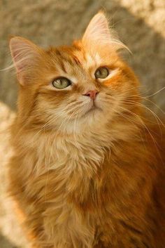 an orange and white cat sitting on top of a cement floor next to a wall