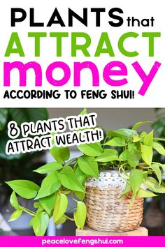 a plant with the words plants that attract money according to feng shui and 8 plants that attract weight