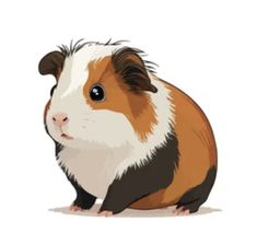 a brown and white guinea pig sitting on the ground