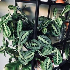 a green plant sitting on top of a shelf