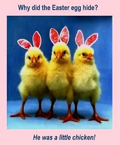 three little chickens with bunny ears on their heads are standing next to each other in front of a blue background