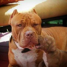 two brown and white dogs sitting next to each other