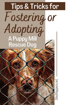 a dog behind a fence with the title tips and tricks for fostering or adapting