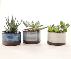 three small pots with plants in them on a white surface, one is blue and the other is brown