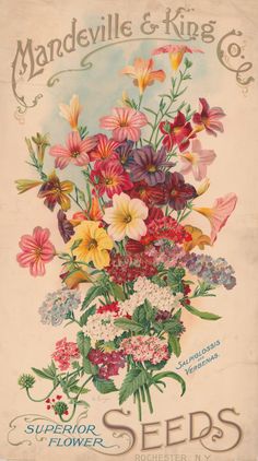 an old seed packet with colorful flowers in the front and back cover, from mandeville & king co