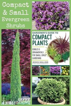 the complete guide to compact and small evergreen shrubs