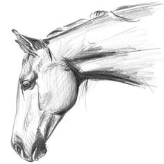 a pencil drawing of a horse's head