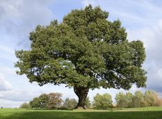 a large tree in the middle of a grassy field with blue sky and clouds behind it