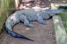 an alligator is laying on the ground next to a water trough and some trees in the background