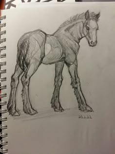 a pencil drawing of a horse on paper