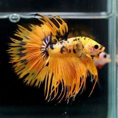 a yellow and black fish in an aquarium