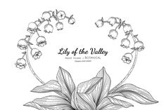 lily of the valley with leaves and flowers