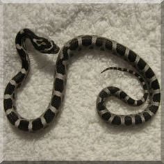 a black and white striped snake on a towel