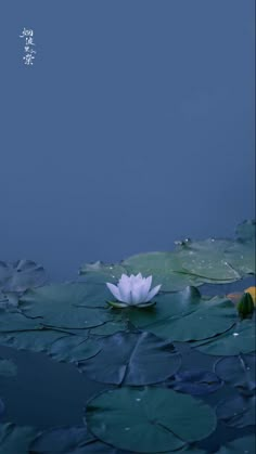 a white flower sitting on top of a lily pad