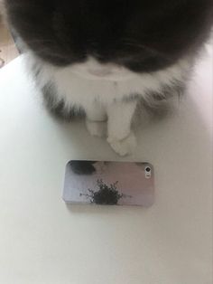 a black and white cat sitting on top of a table next to a cell phone