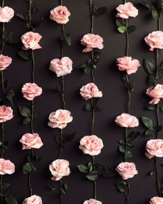 several pink roses on a black background with leaves and stems arranged in the same pattern