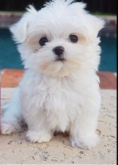 a small white dog sitting next to a can of coke