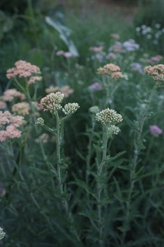 some very pretty flowers in the grass