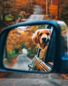 a dog sticking its head out the window of a car looking at it's reflection